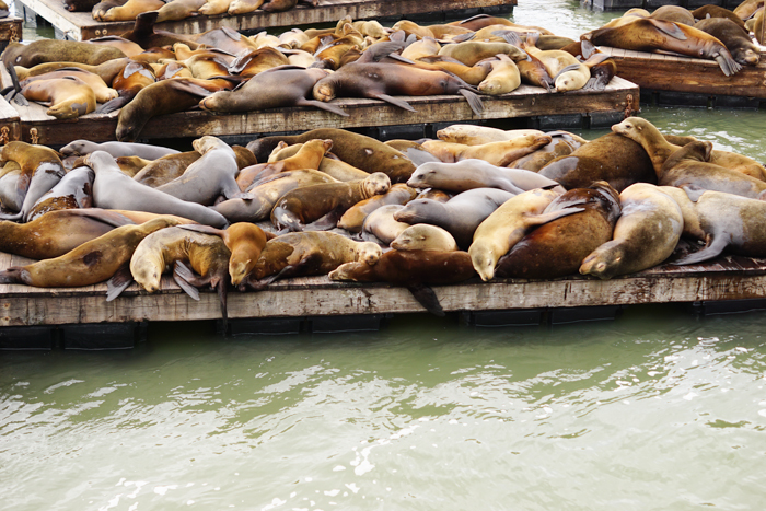 Free and Cheap Things to do in San Francisco - Pier 39 Sea Lions
