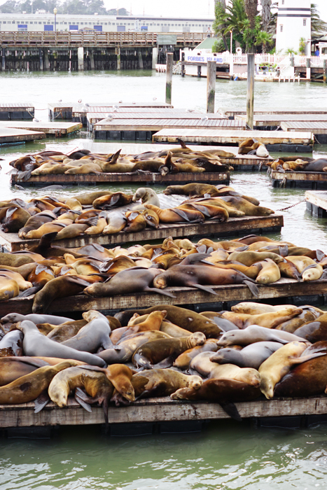 Free and Cheap Things to do in San Francisco - Sea Lions on Pier 39