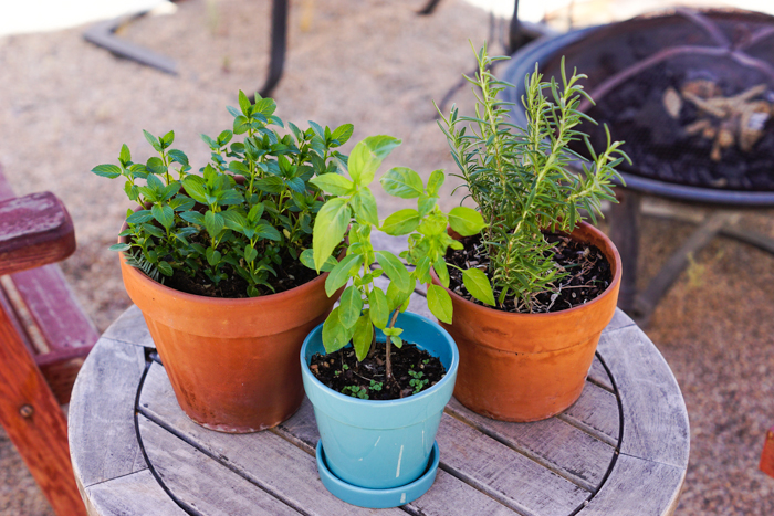 Gorwing Herbs in Pots