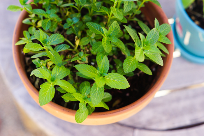 How to grow mint and it's many uses