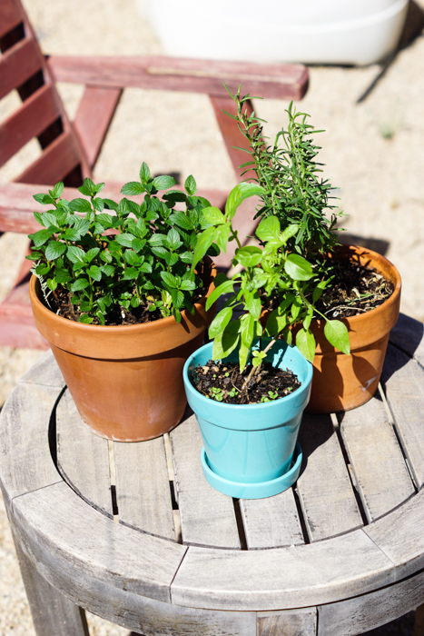 Gorwing Herbs in Pots