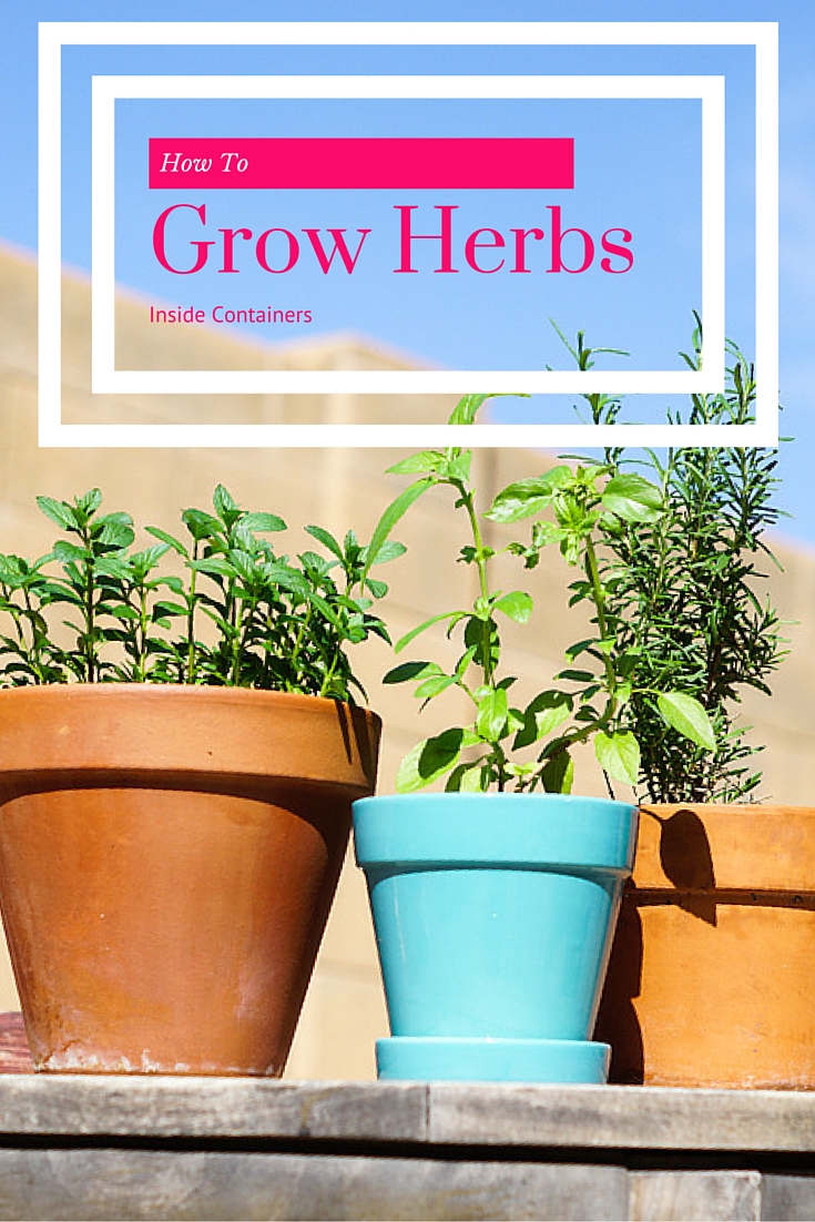 How To Grow Herbs in Containers